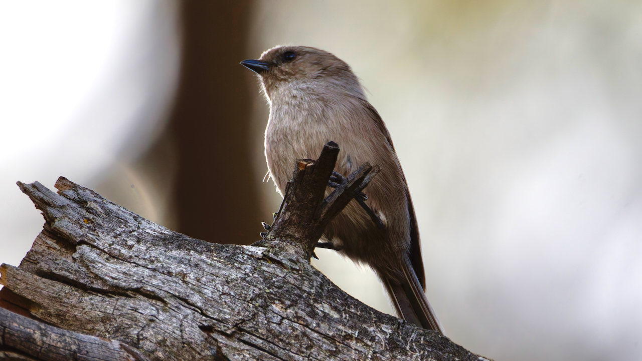 Bushtit