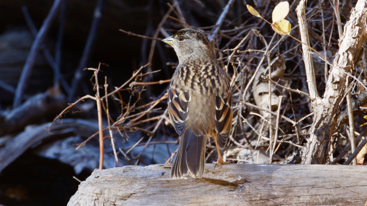 Golden-crowned Sparrow