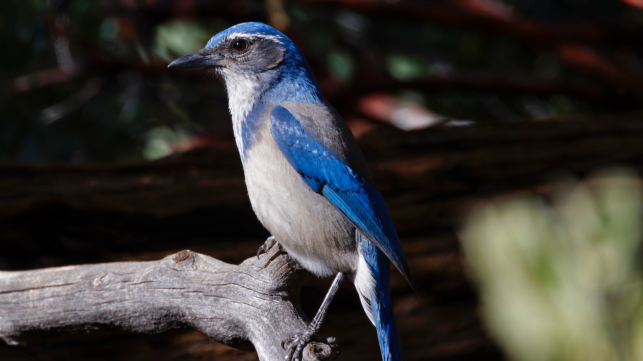 California Scrub-jay