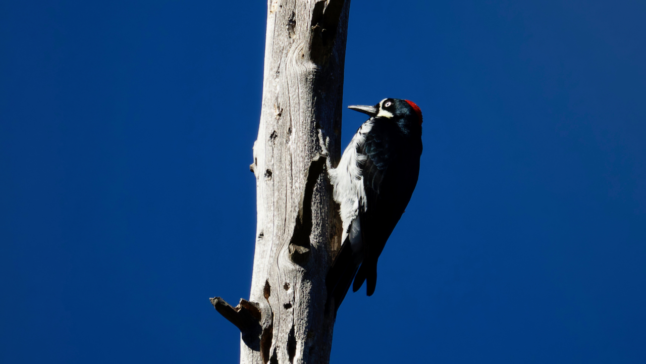 Acorn Woodpecker