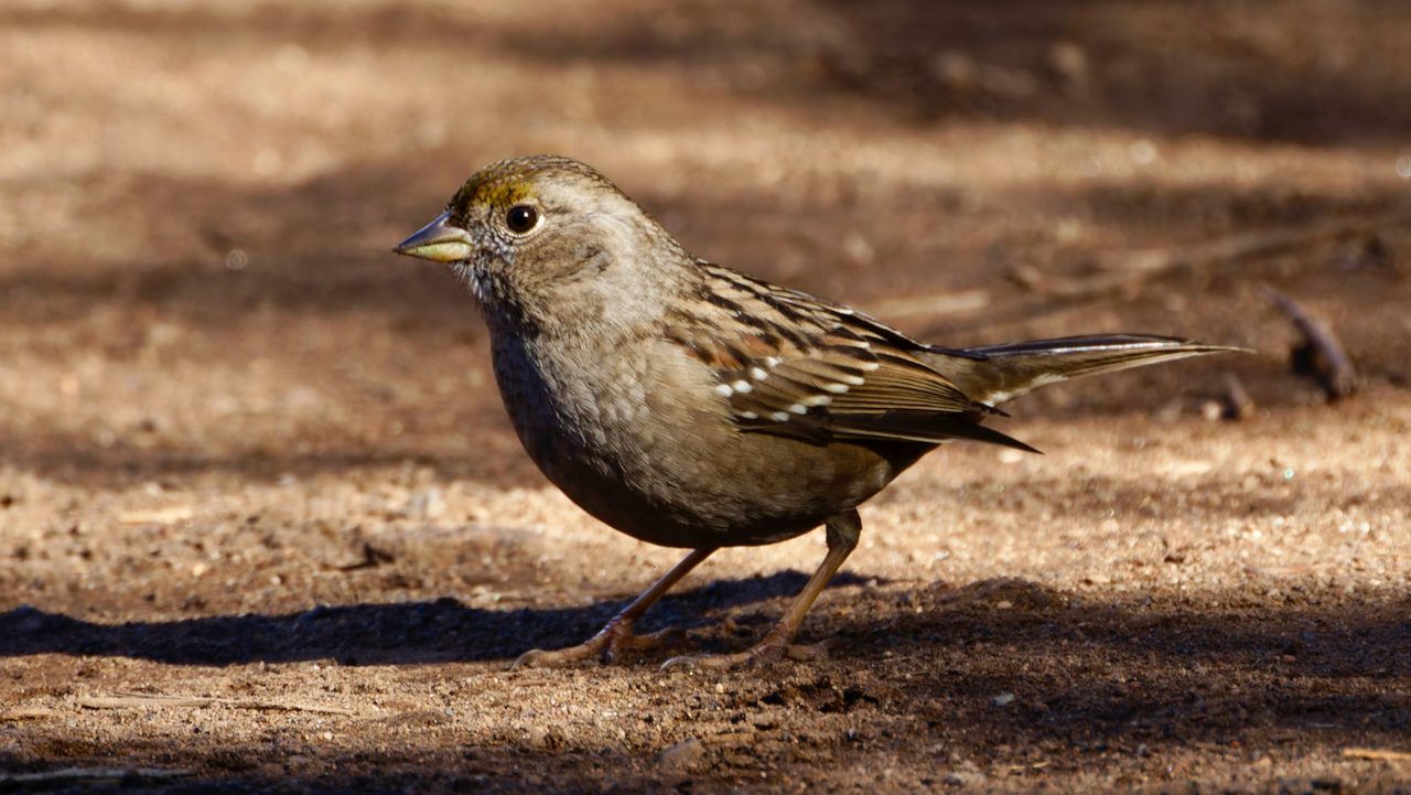 Golden-crowned Sparrow