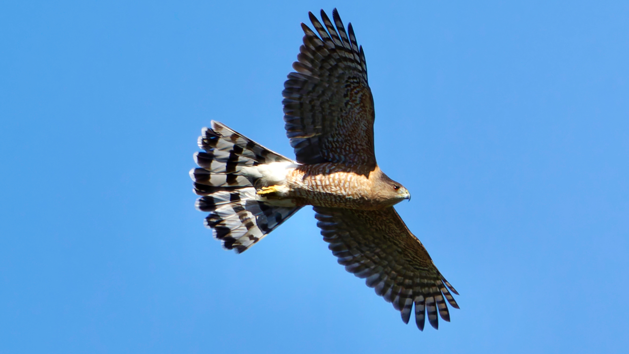 Cooper’s Hawk