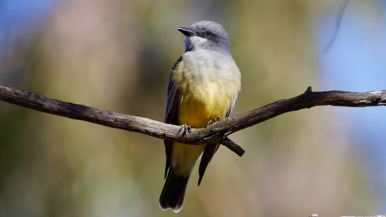 Cassin’s Kingbird