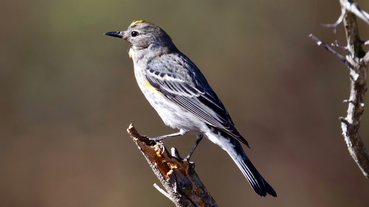 Yellow-rumped Warbler
