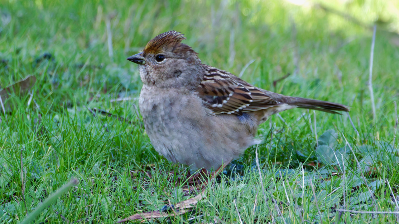 Golden-crowned Sparrow