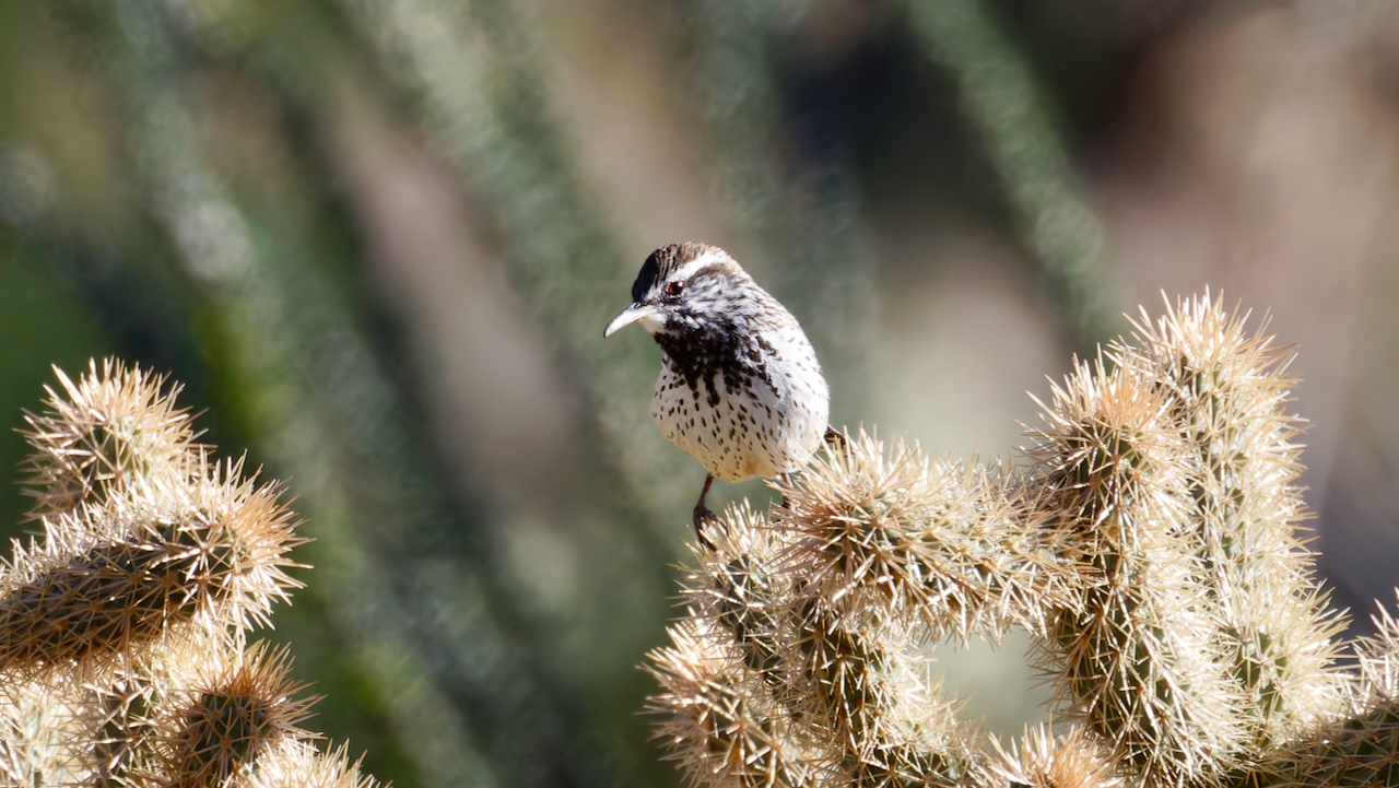 Cactus Wren