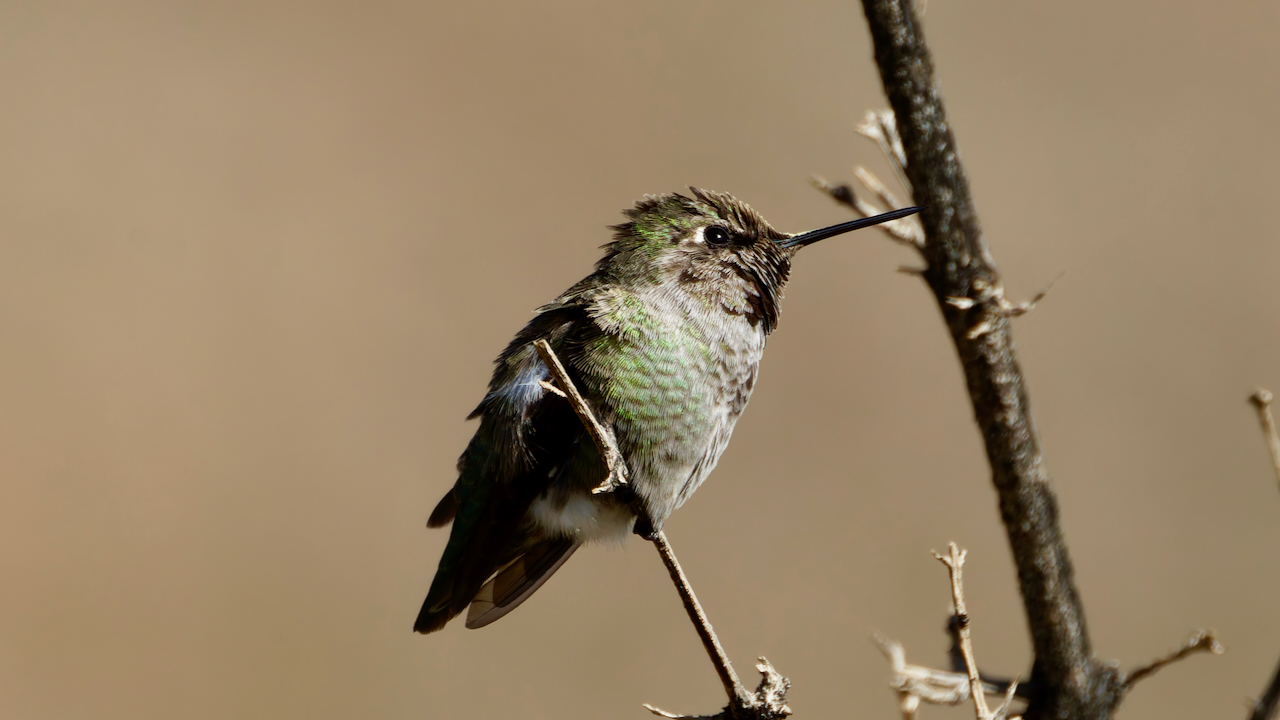 Anna’s Hummingbird