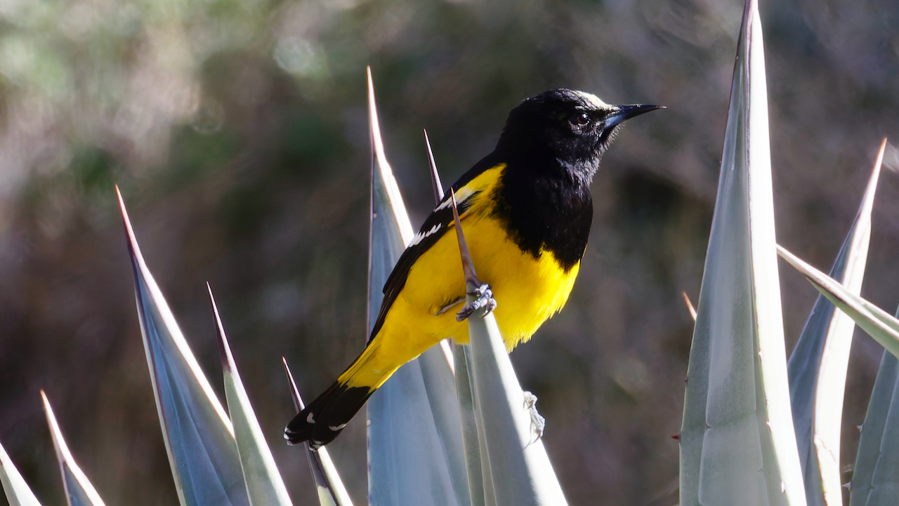 Scott’s Oriole