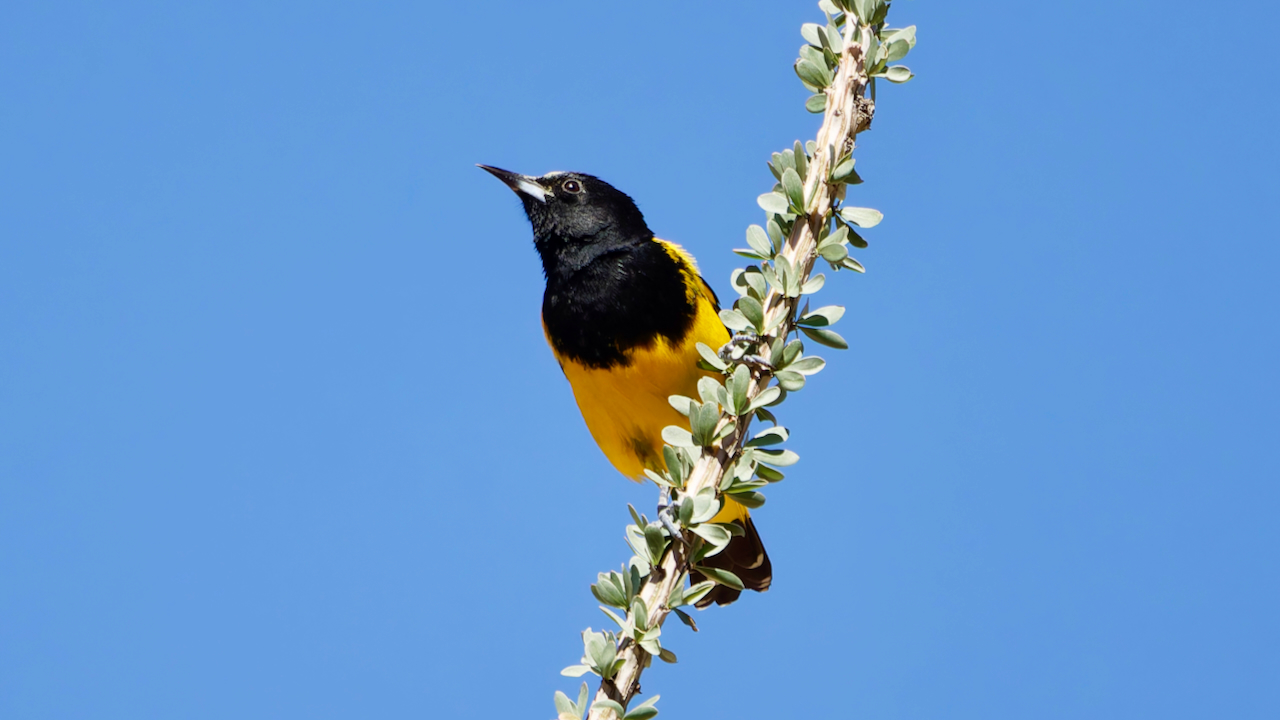 Scott’s Oriole