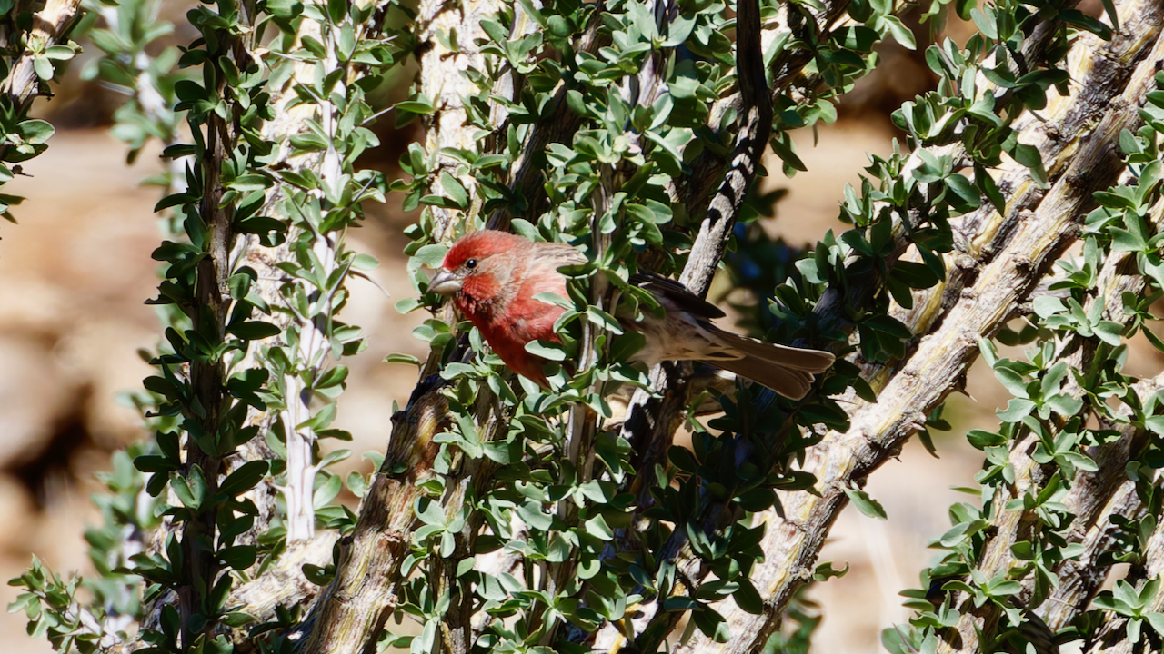 House Finch