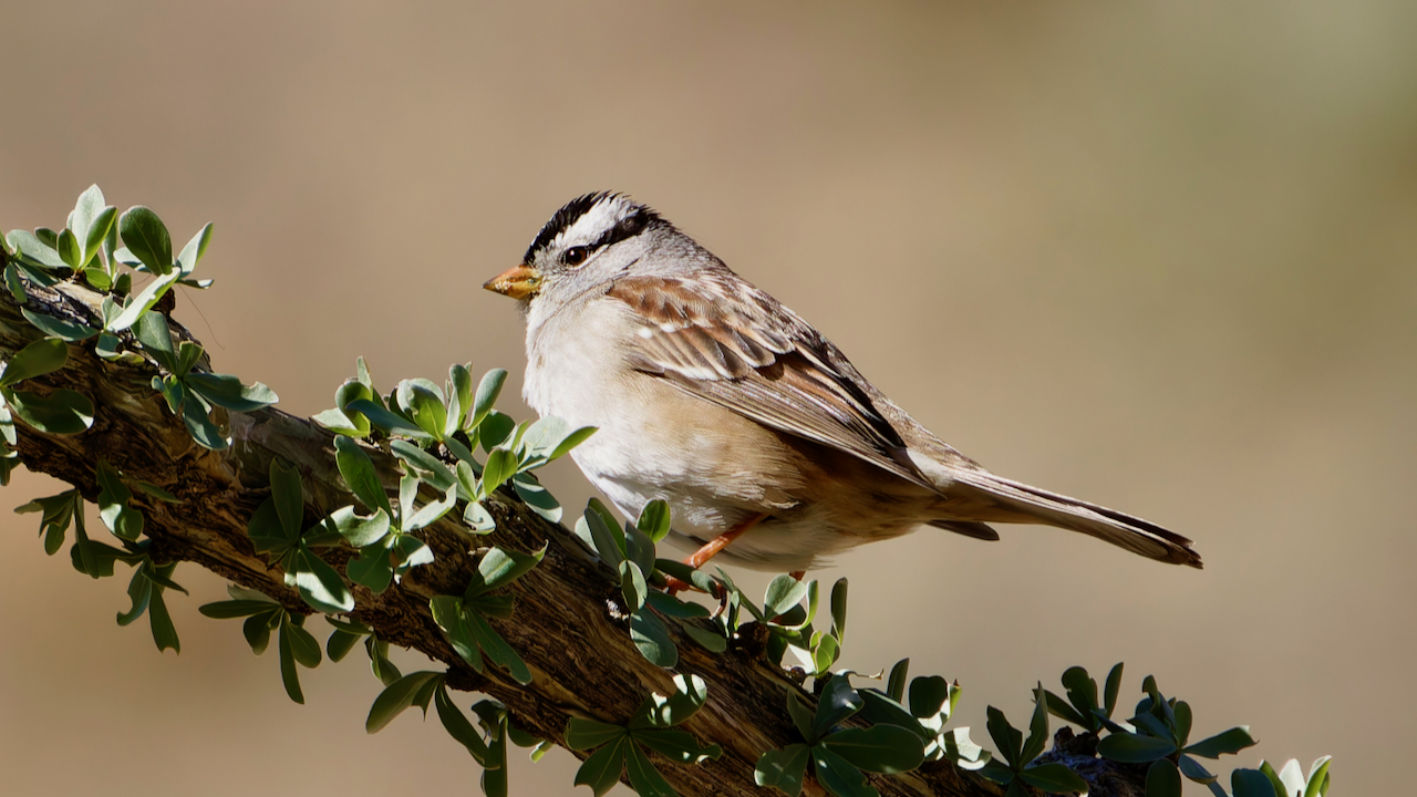 White-crowned Sparrow