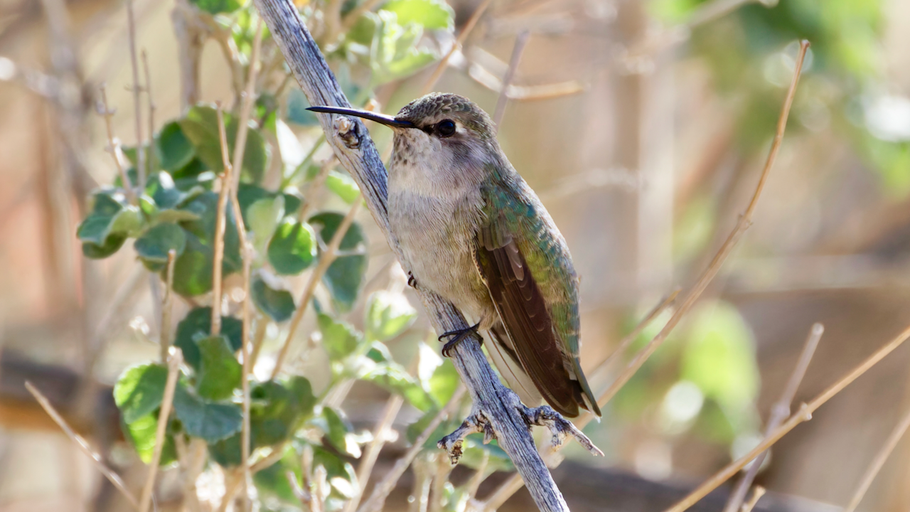 Anna’s Hummingbird