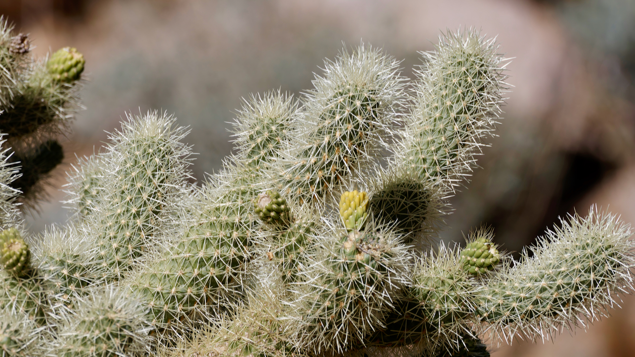 Teddy-bear Cholla