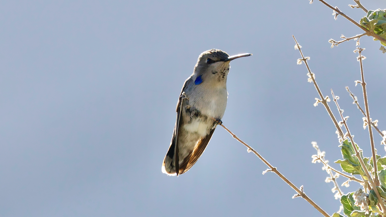 Costa’s Hummingbird
