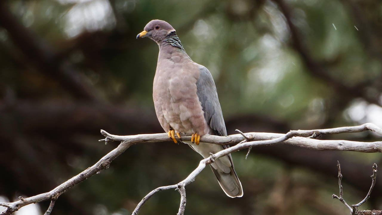 Band-tailed Pigeon