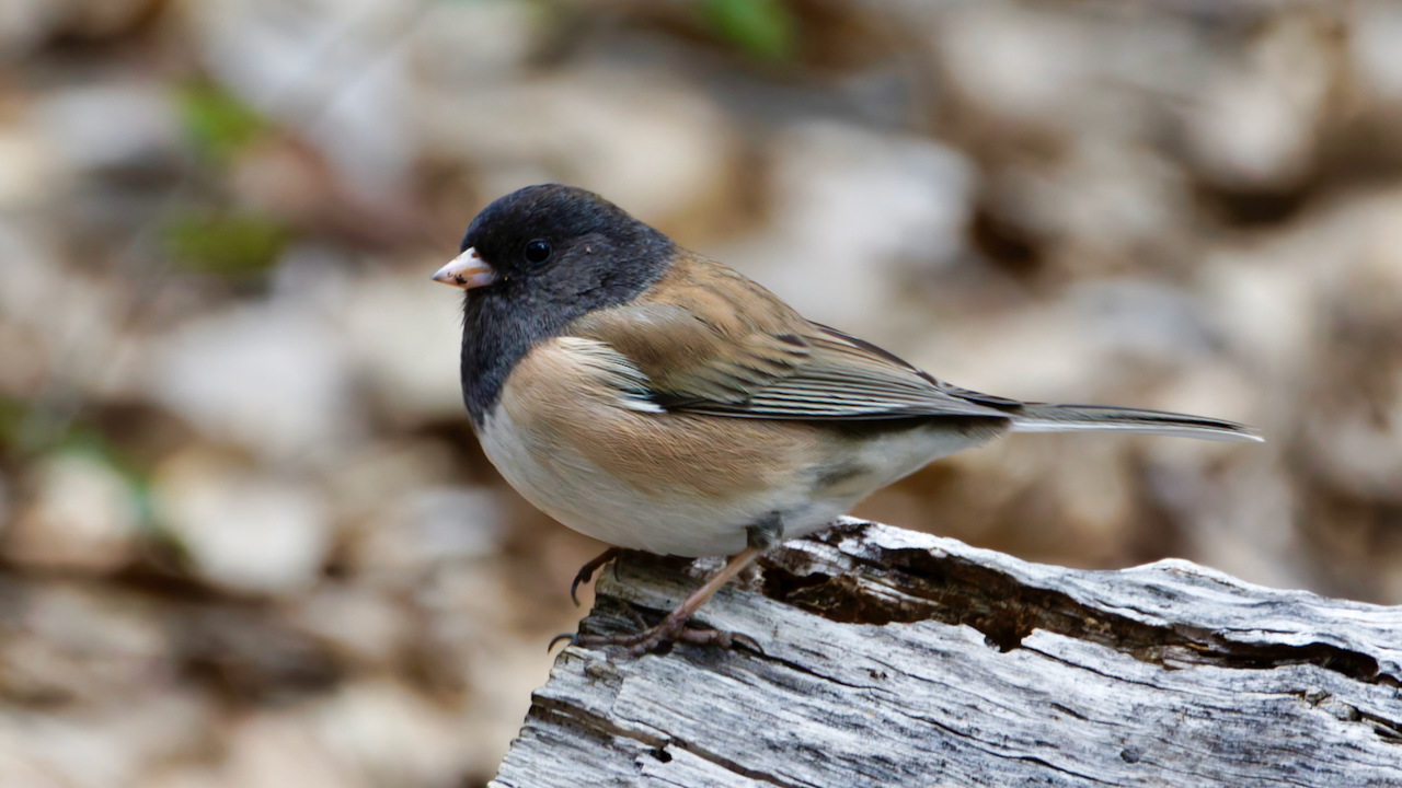 Dark-eyed Junco