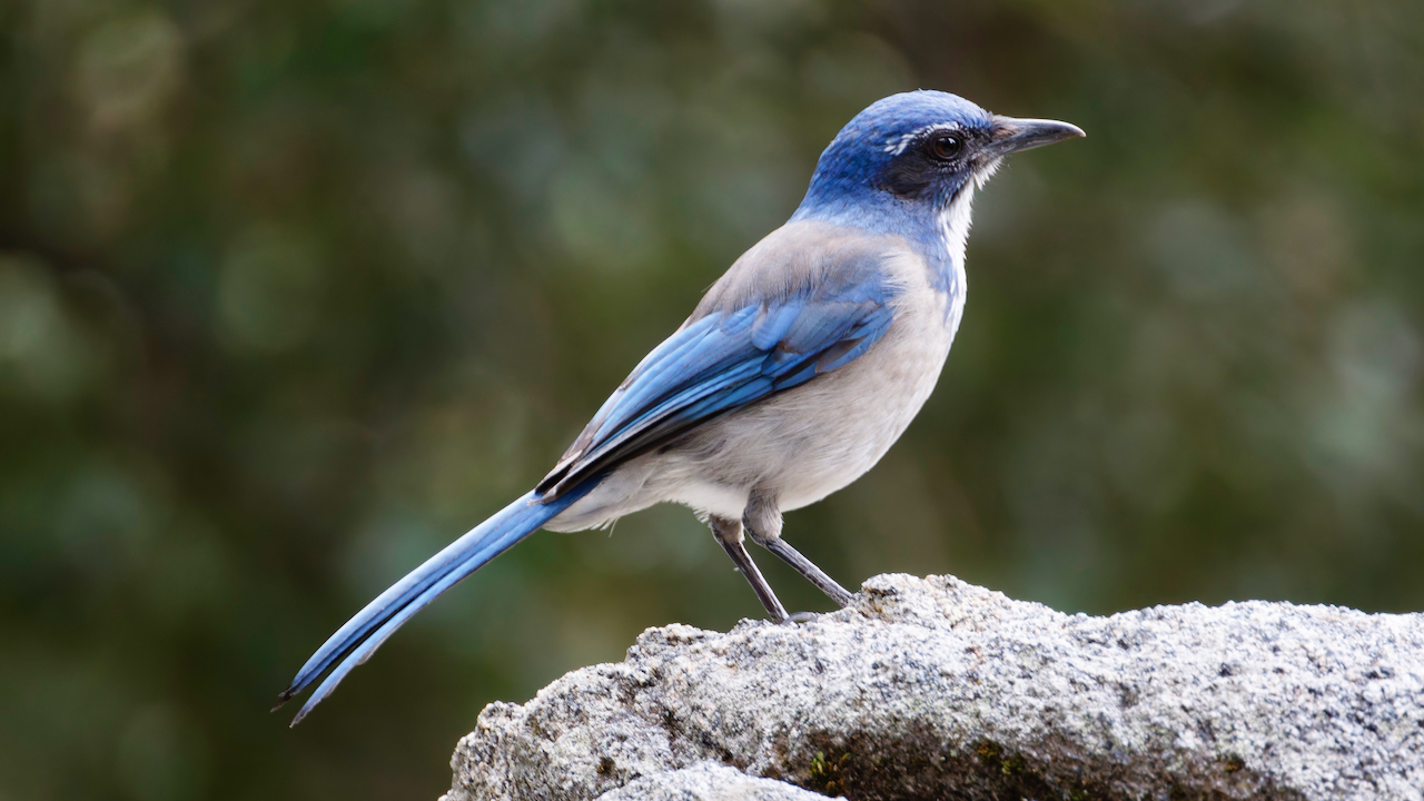 California Scrub-jay