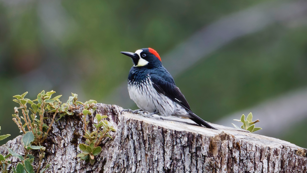 Acorn Woodpecker