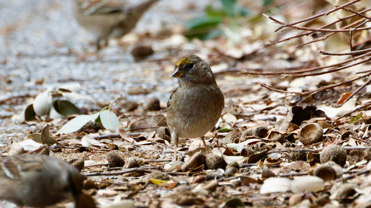 Golden-crowned Sparrow