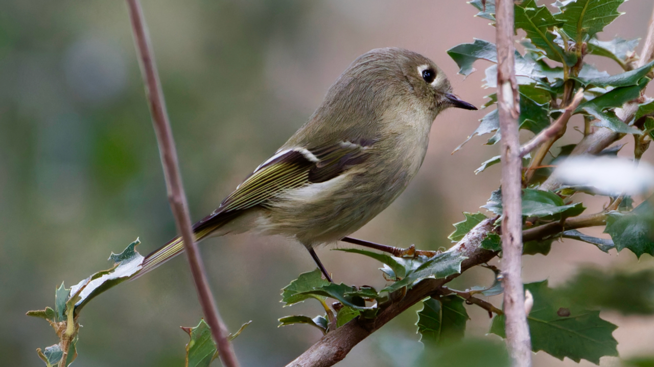 Ruby-crowned Kinglet