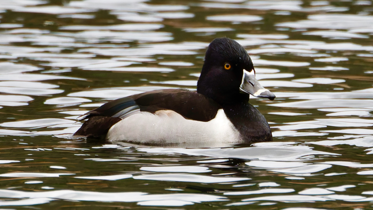 Ring-necked Duck