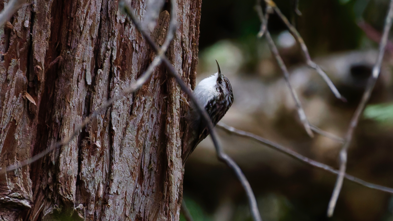 Brown Creeper