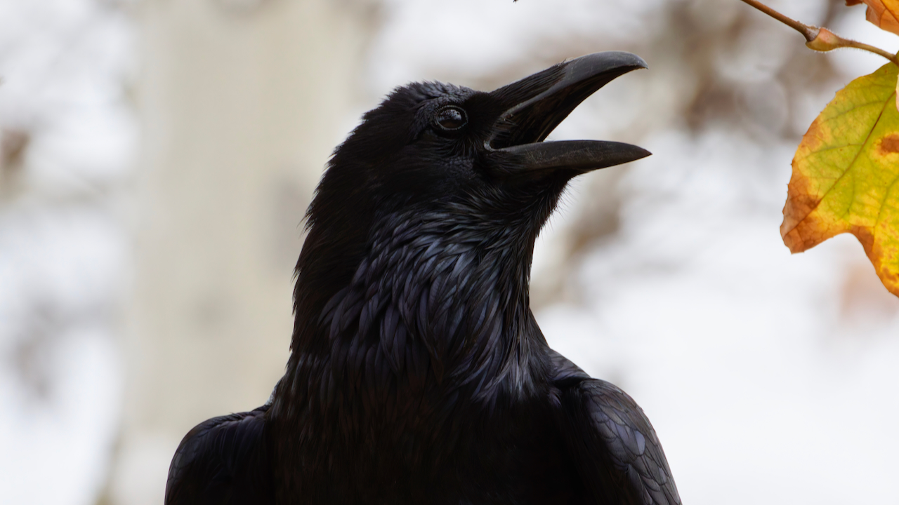 Common Raven