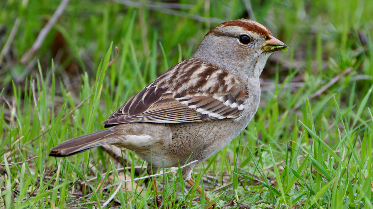 White-crowned Sparrow