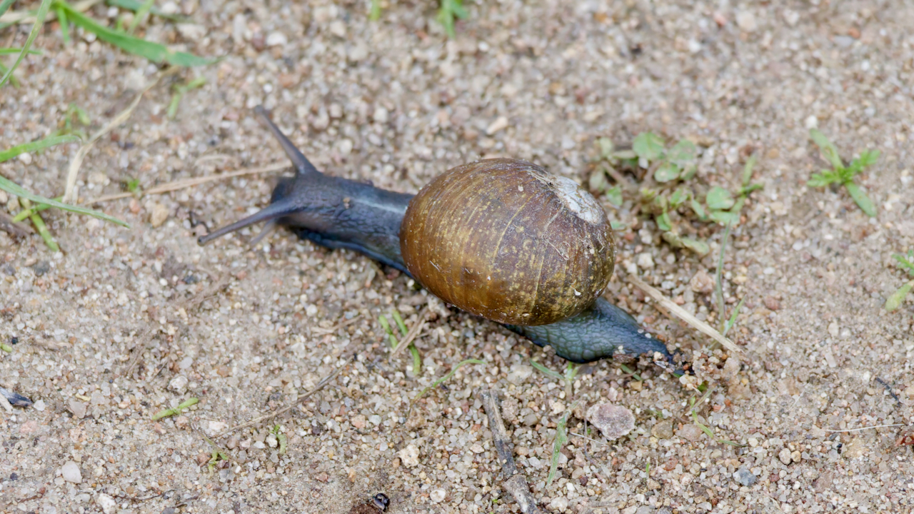Snail