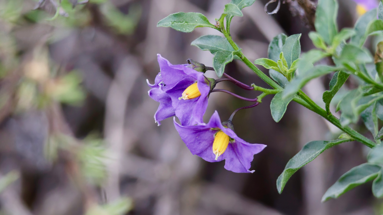 Bluewitch nightshade