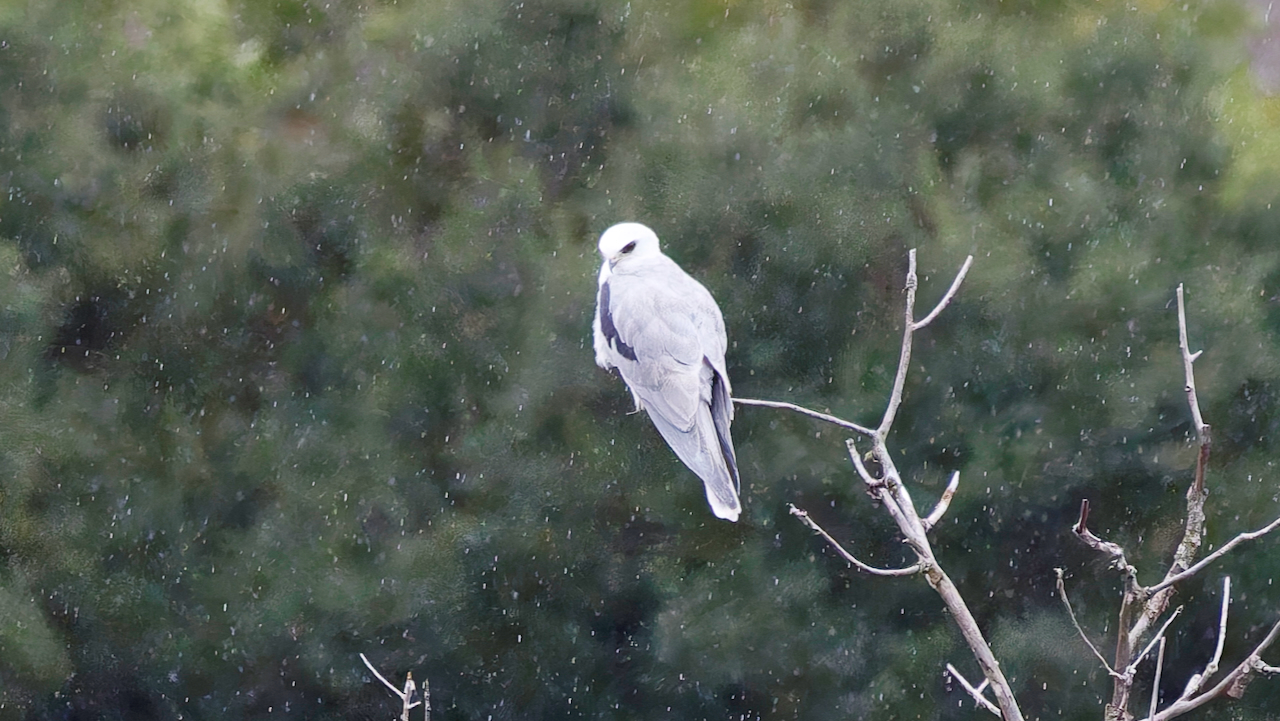 White-tailed Kite