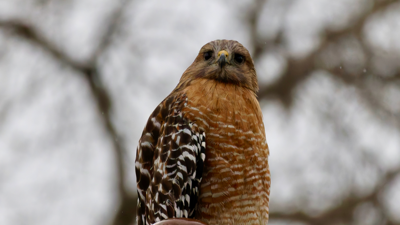 Red-shouldered Hawk