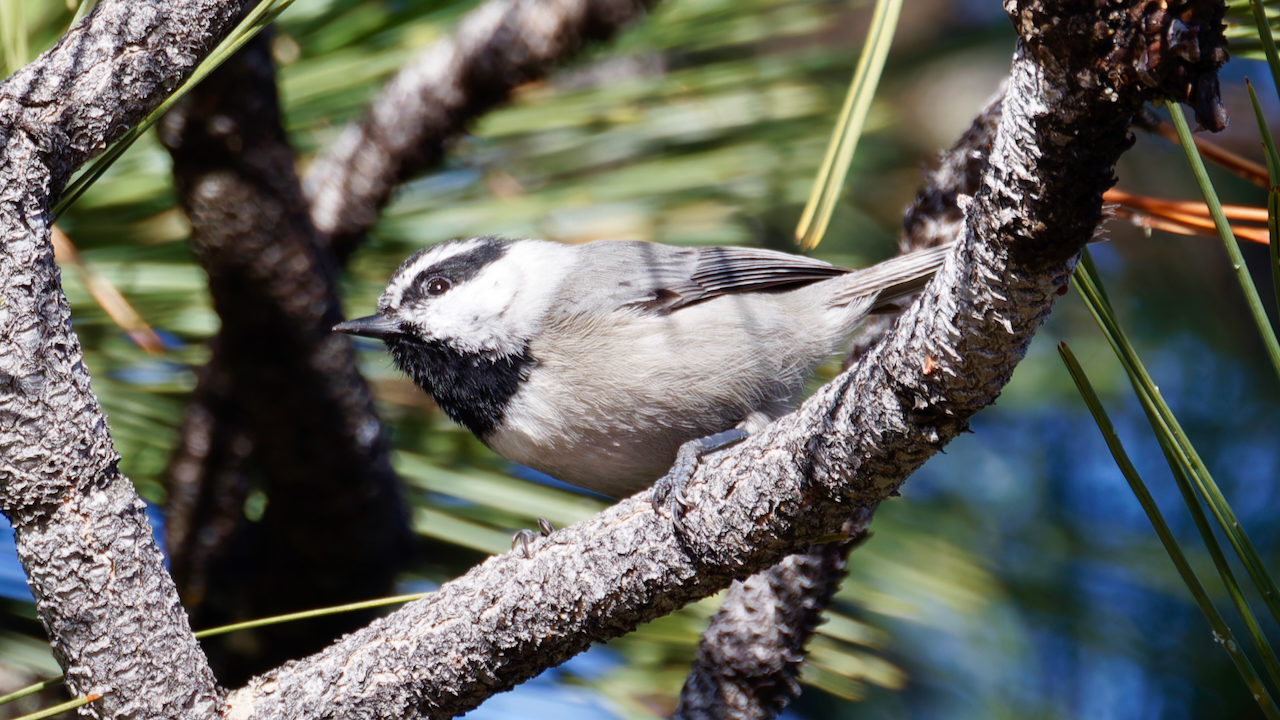 Mountain Chickadee