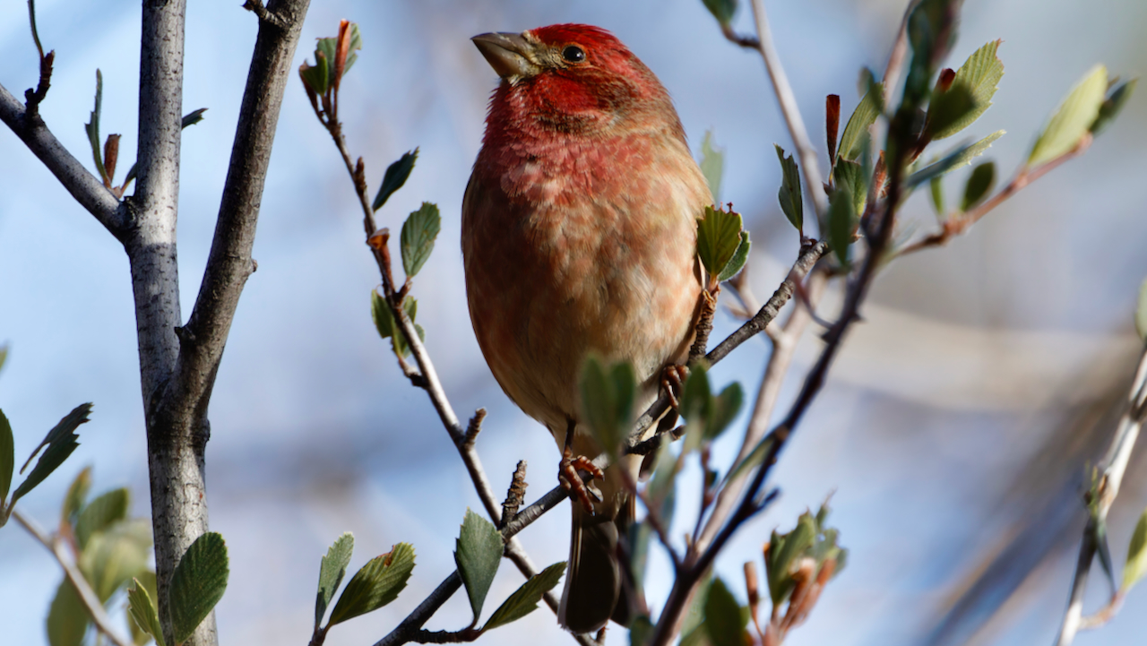 Purple Finch