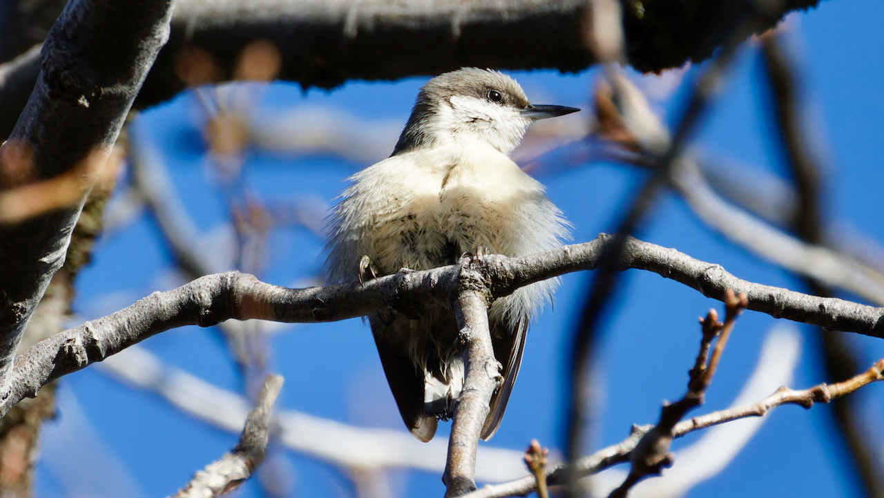 Pygmy Nuthatch