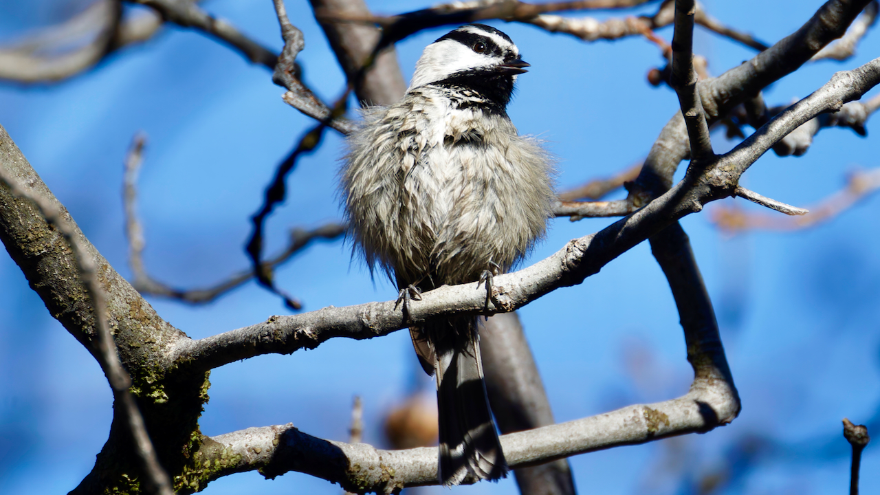 Mountain Chickadee