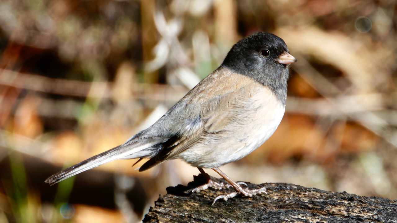 Dark-eyed Junco