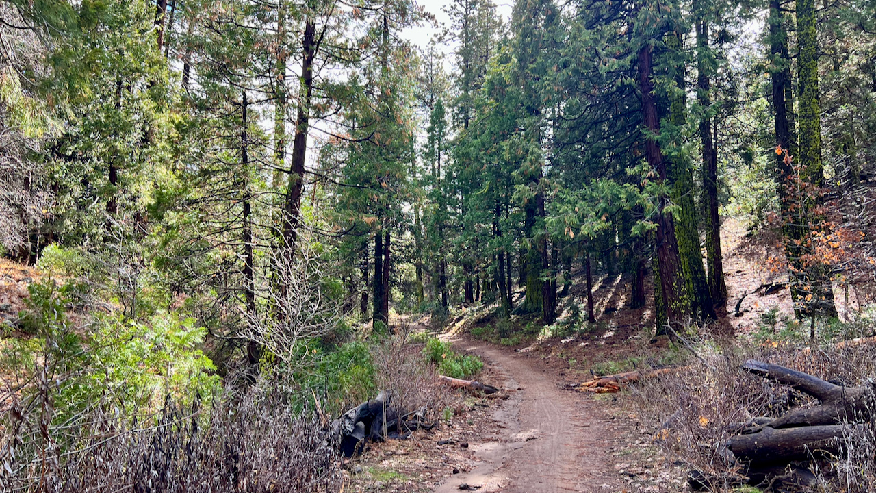 Trail View