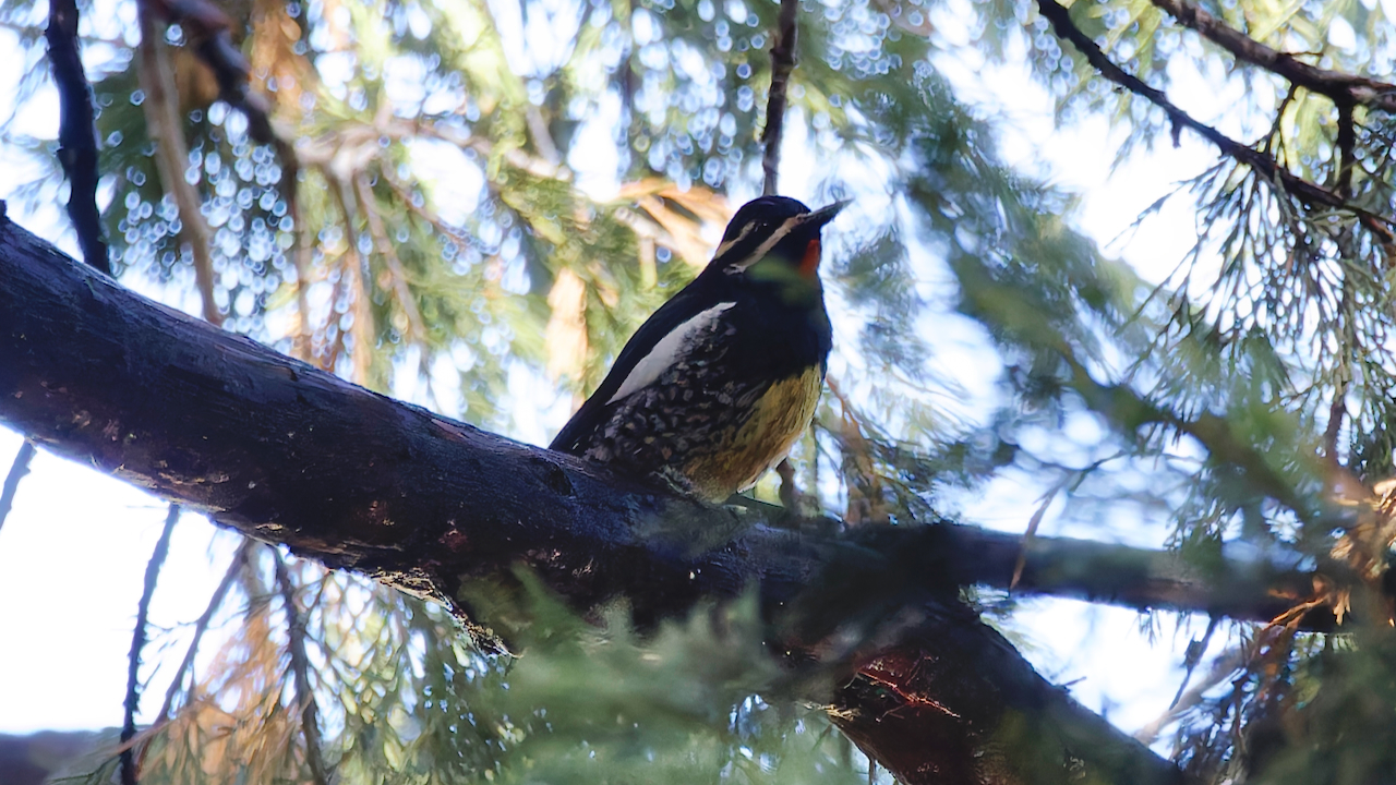 Williamson’s Sapsucker