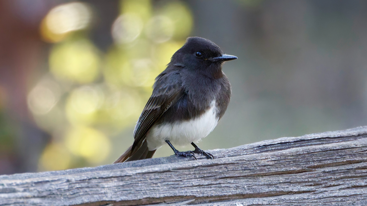 Black Phoebe