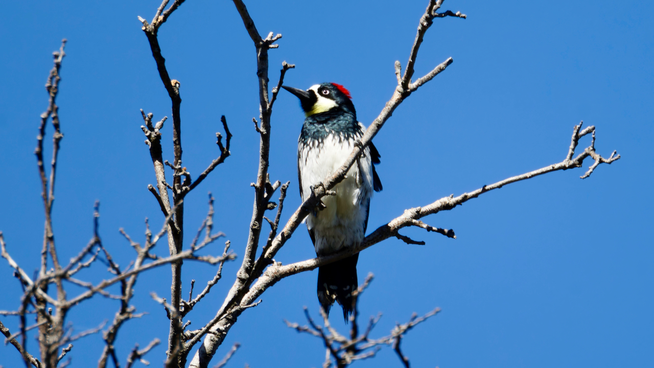 Acorn Woodpecker