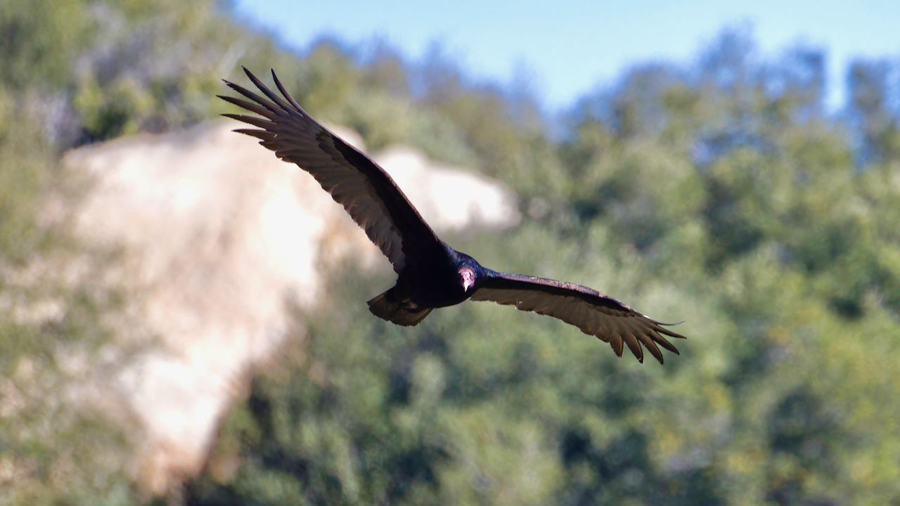 Turkey Vulture