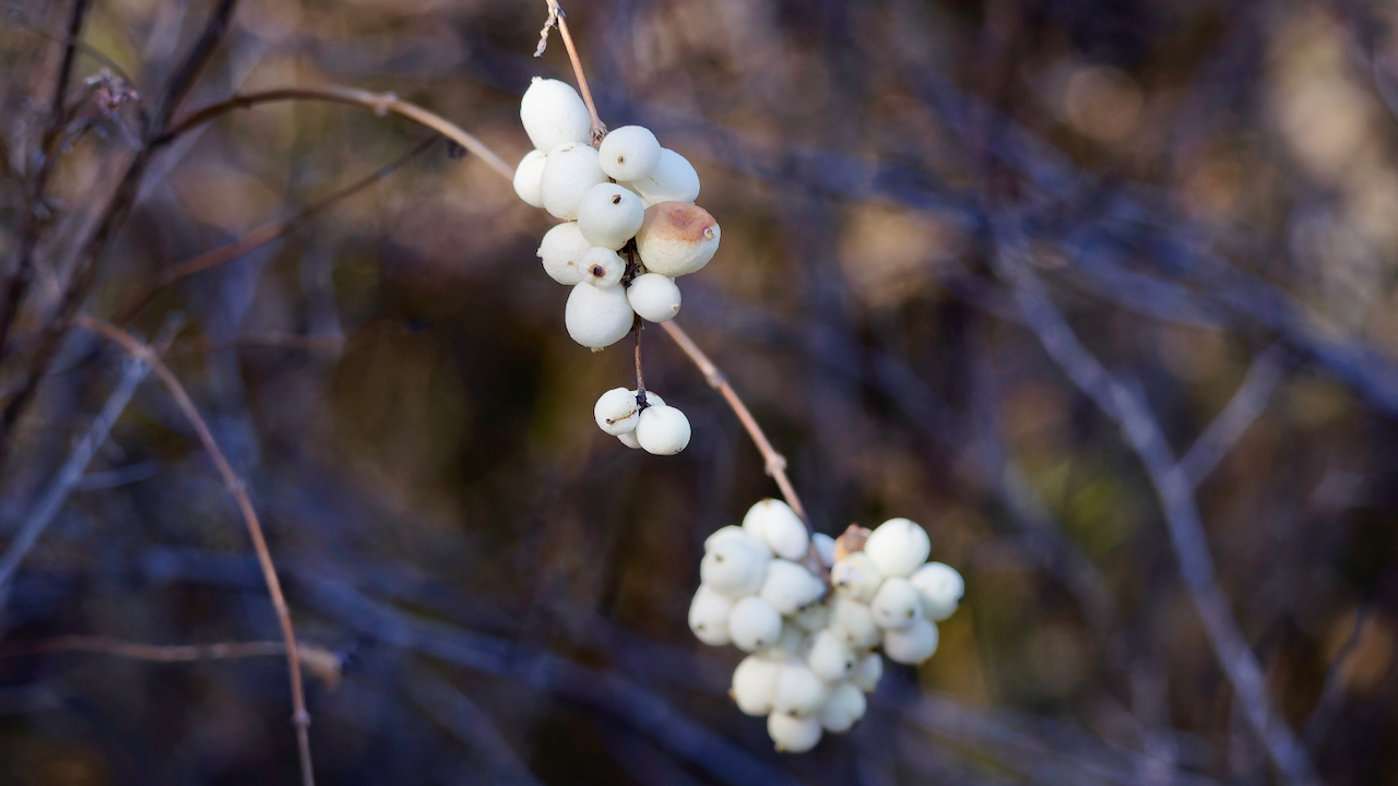 Snowberry