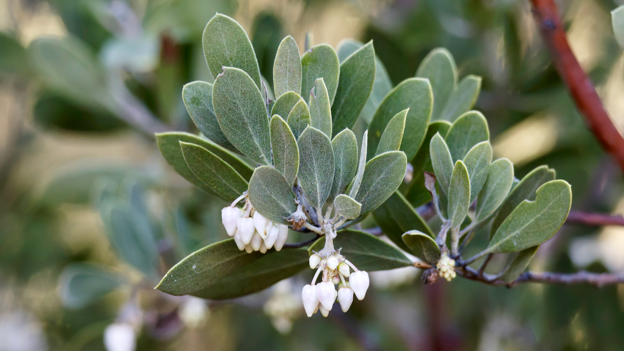 Mexican manzanita