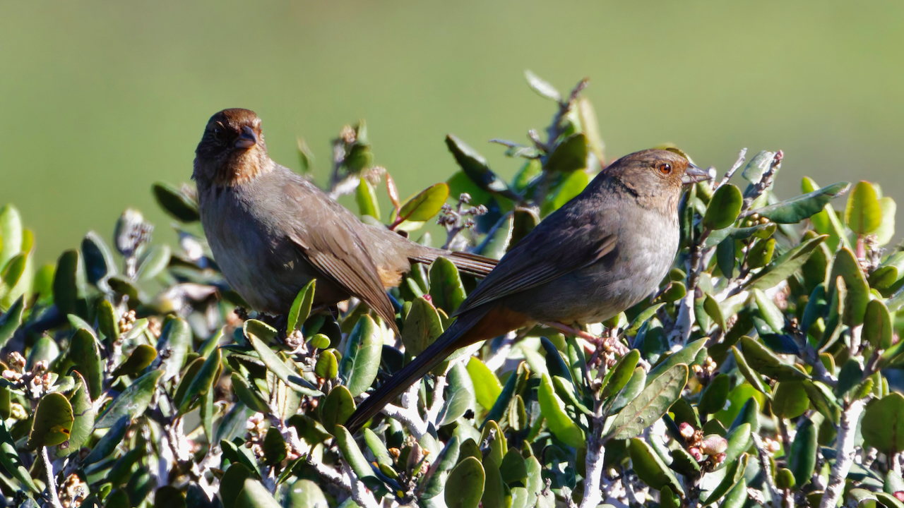 California Towhees
