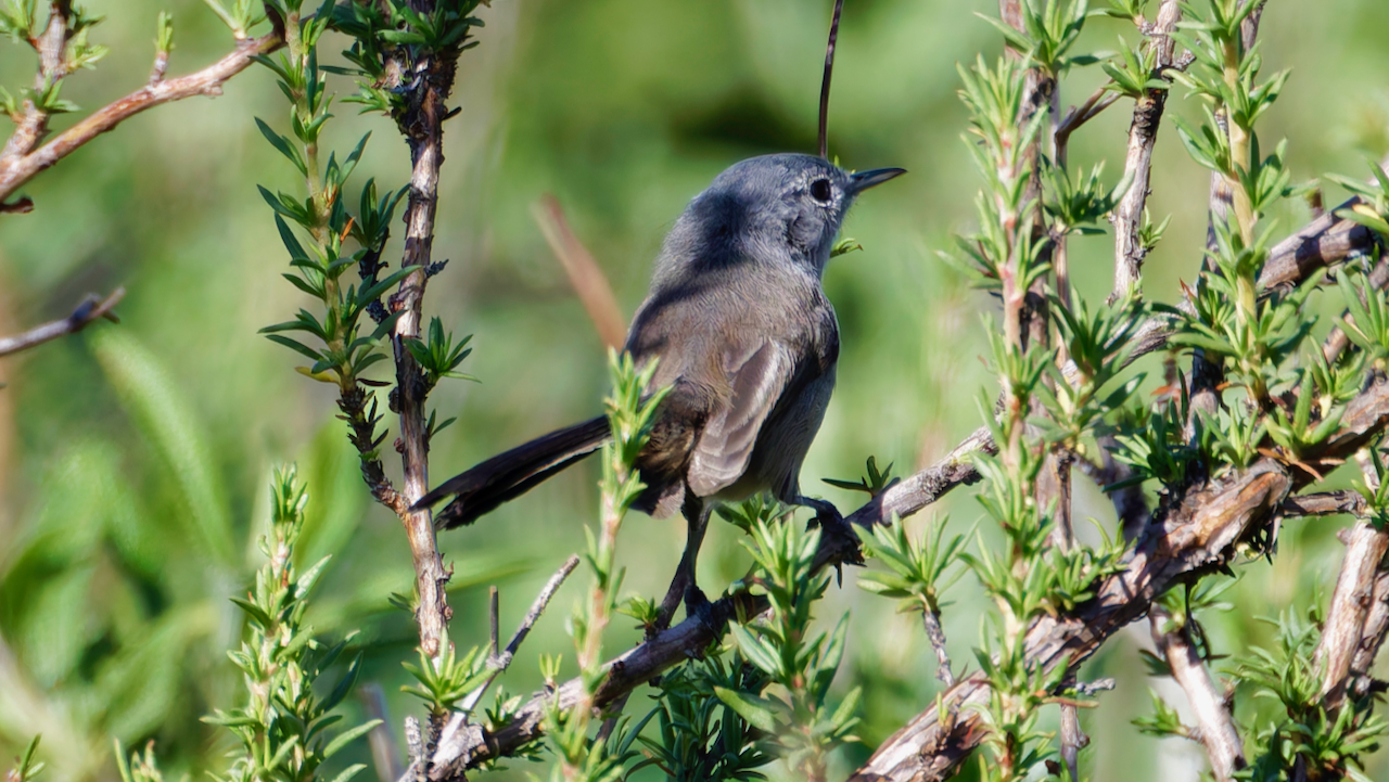 Blue-gray Gnatcatcher