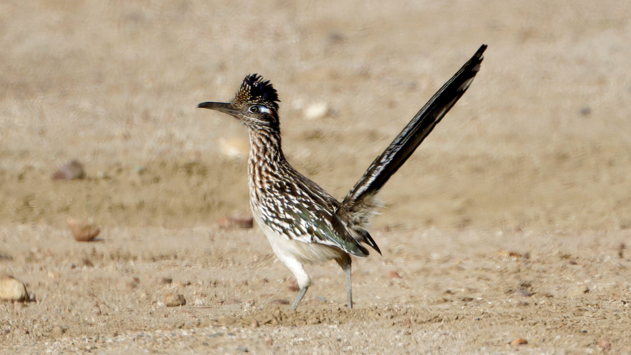 Greater Roadrunner