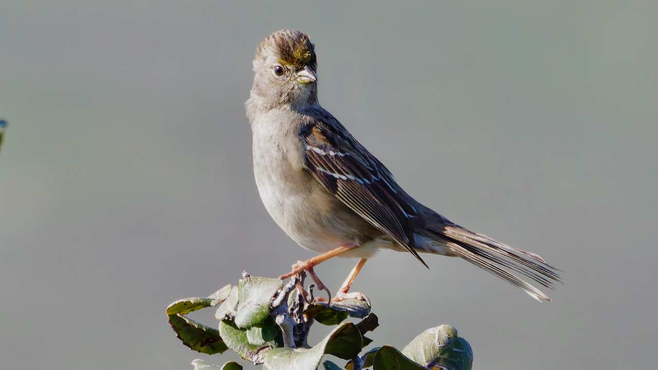 Golden-crowned Sparrow