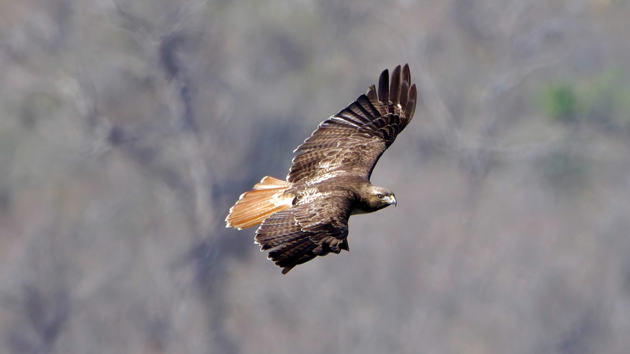 Red-tailed Hawk