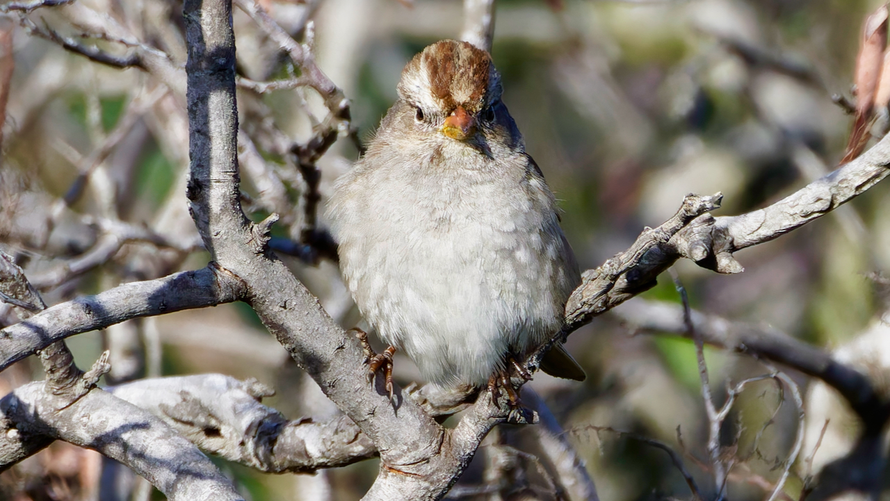 White-crowned Sparrow